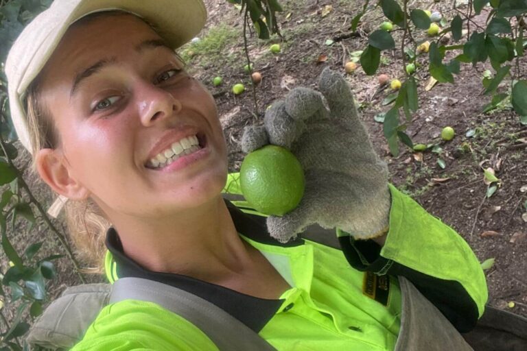 Home Farmwork: Lime and Avocado picking